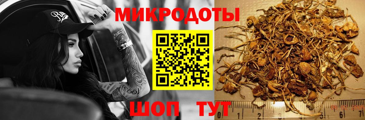 Псилоцибиновые грибы Psilocybe Михайловск